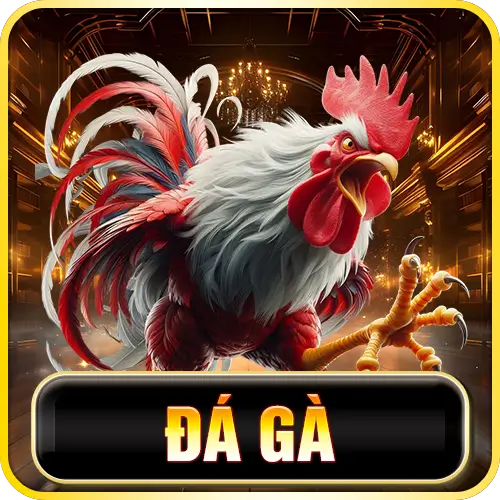 ảnh đá gà 123b